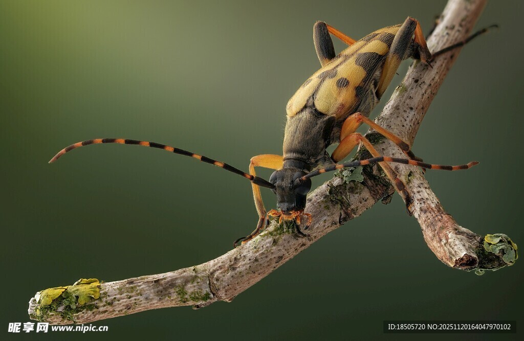 树枝上的长角甲虫