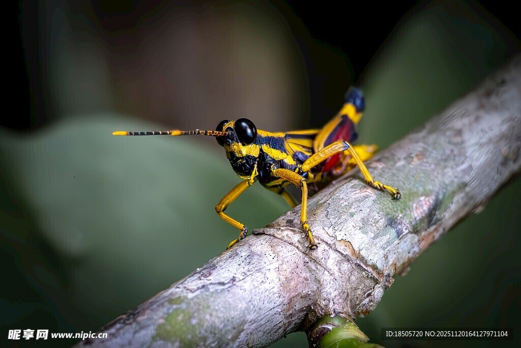 树枝上的彩色蚂蚱