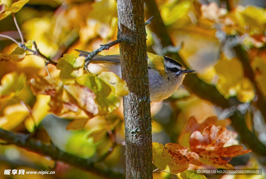 枝头小鸟赏秋日斑斓