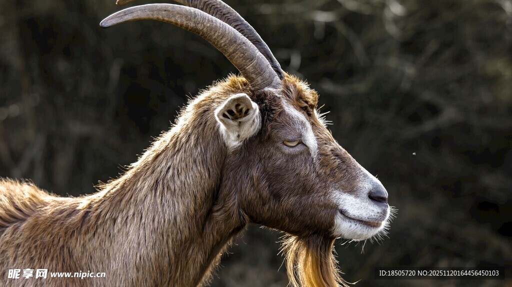 长角山羊特写
