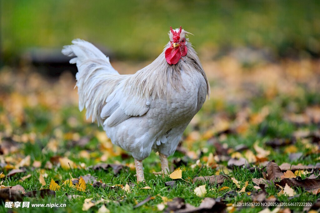 秋日草地中的白羽公鸡