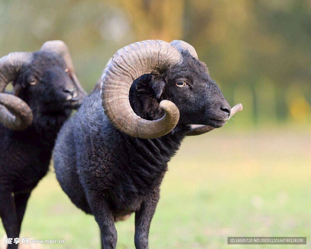 草原上的双角大绵羊