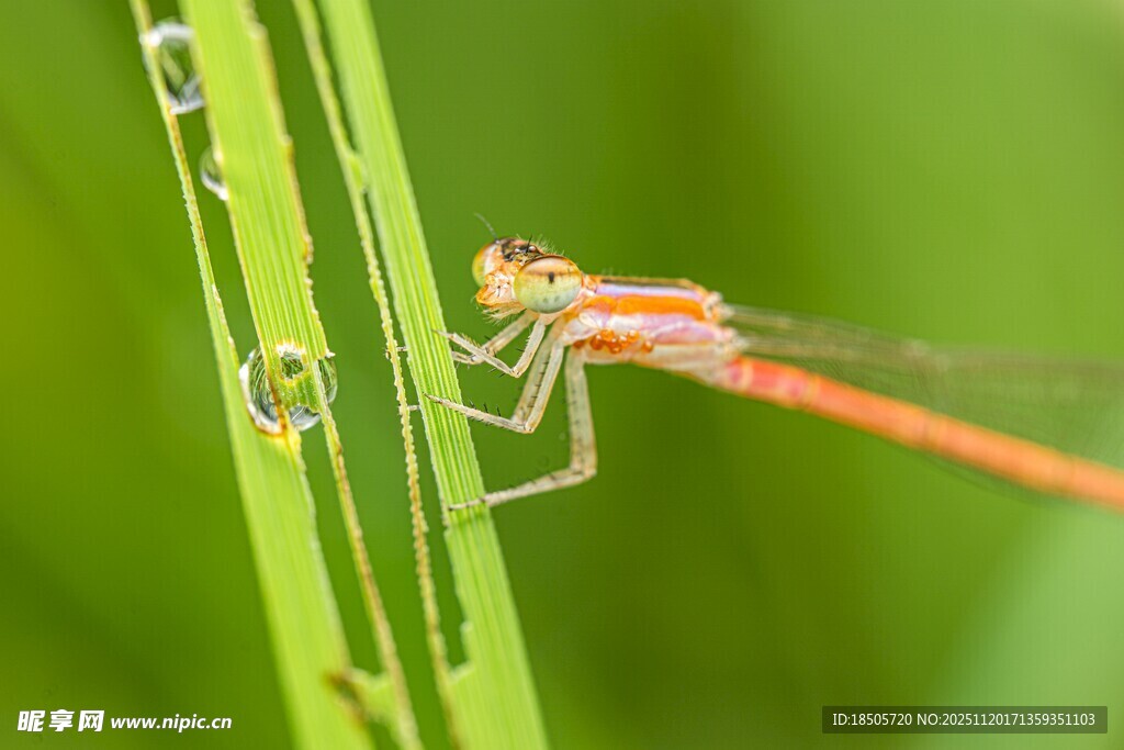 红蜻蜓停驻绿色植物上