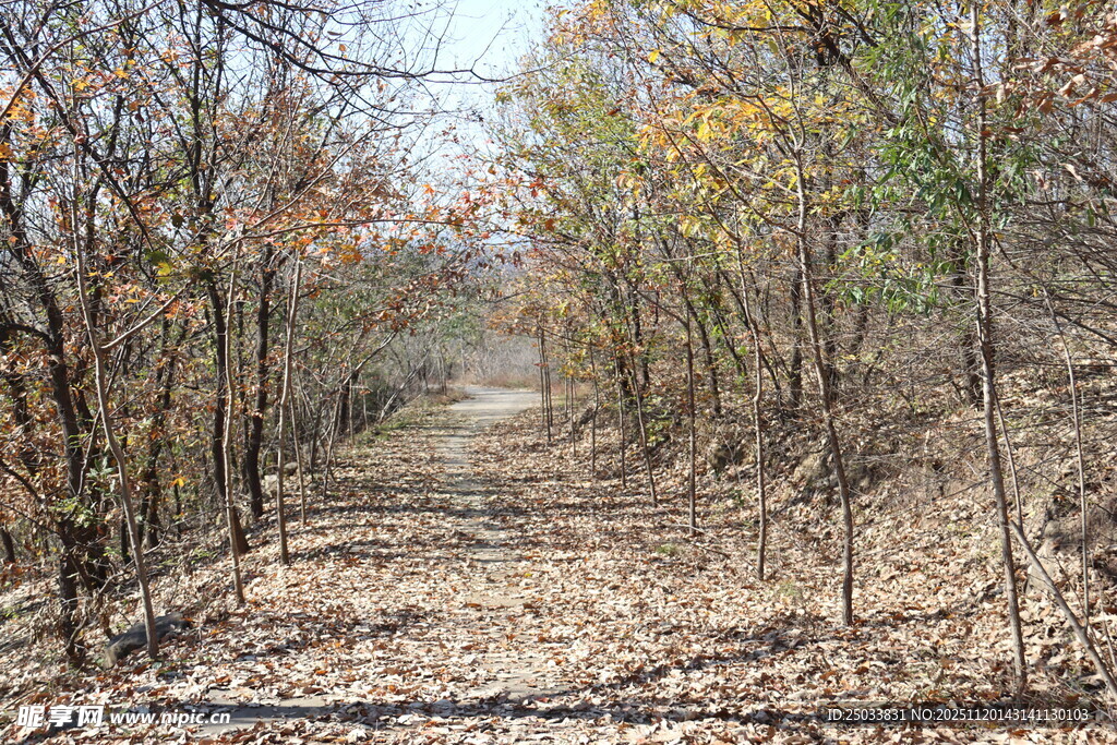 秋日林间小道
