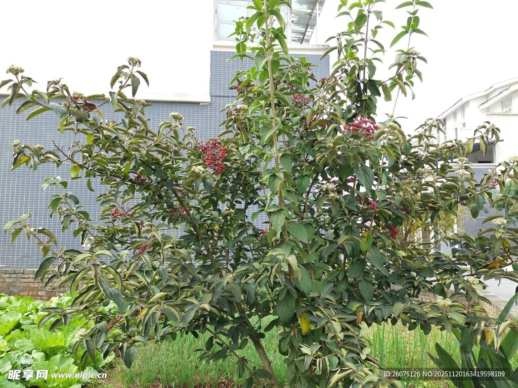 硕果累累的苹果树