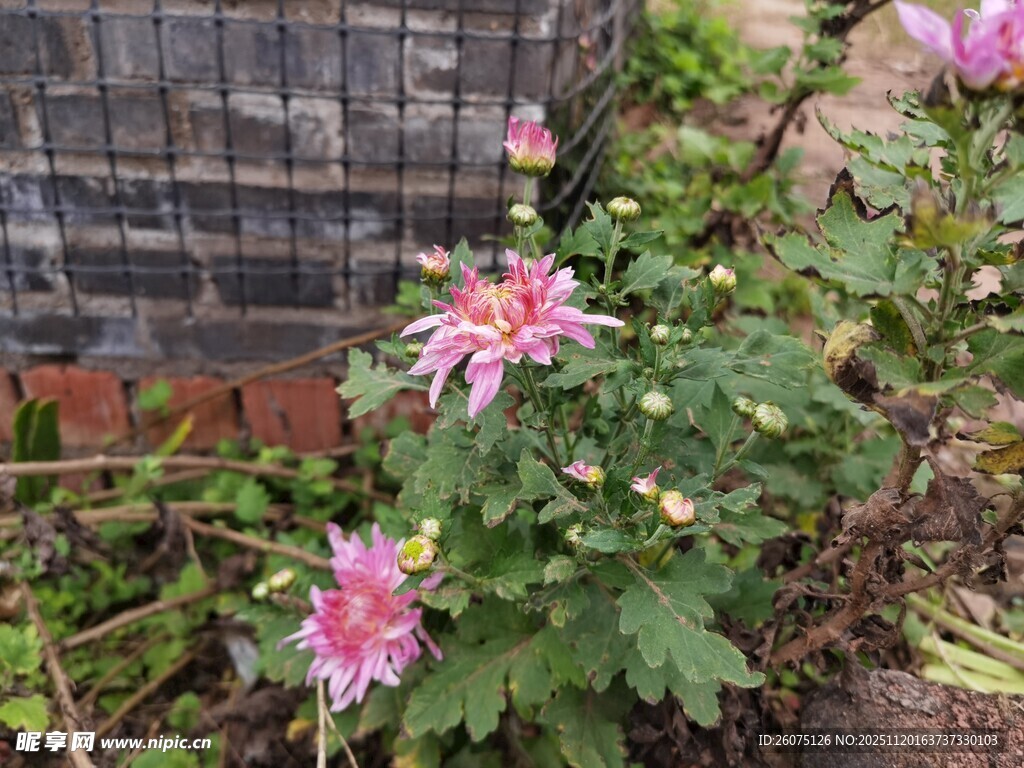 娇艳绽放的庭院粉色菊花