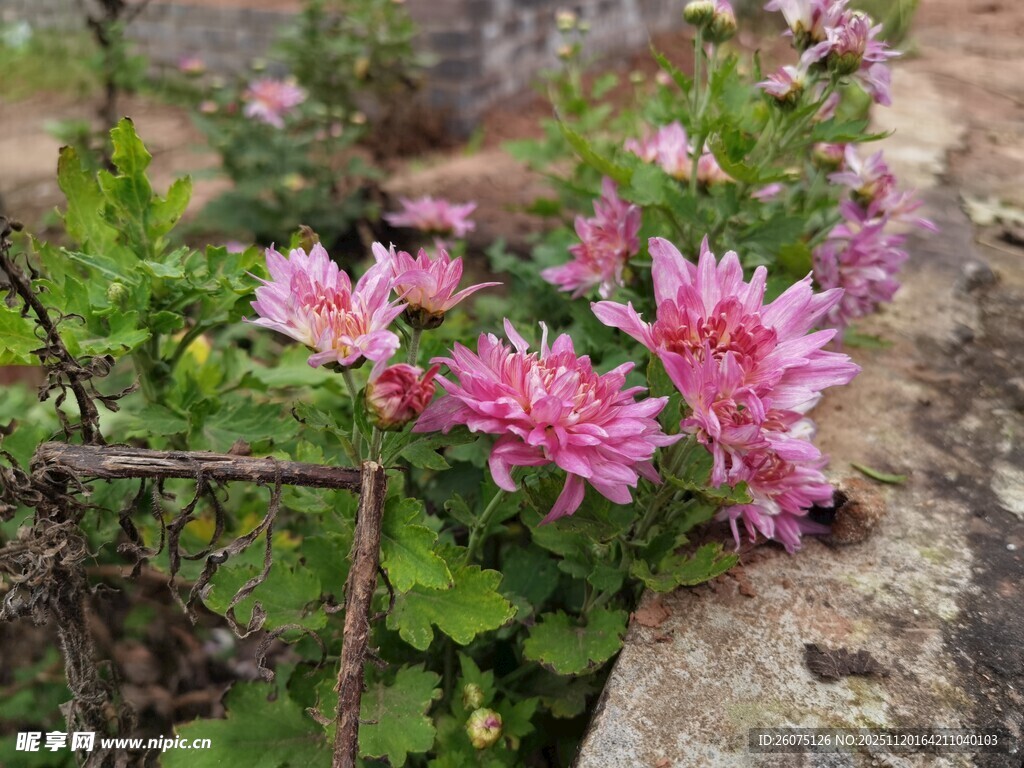 石边绽放的娇艳粉色花朵