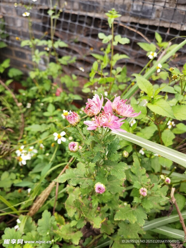 绿叶丛中的粉色小花