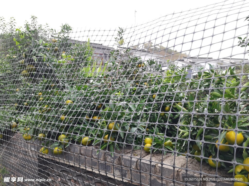 果园防护网内挂满果实