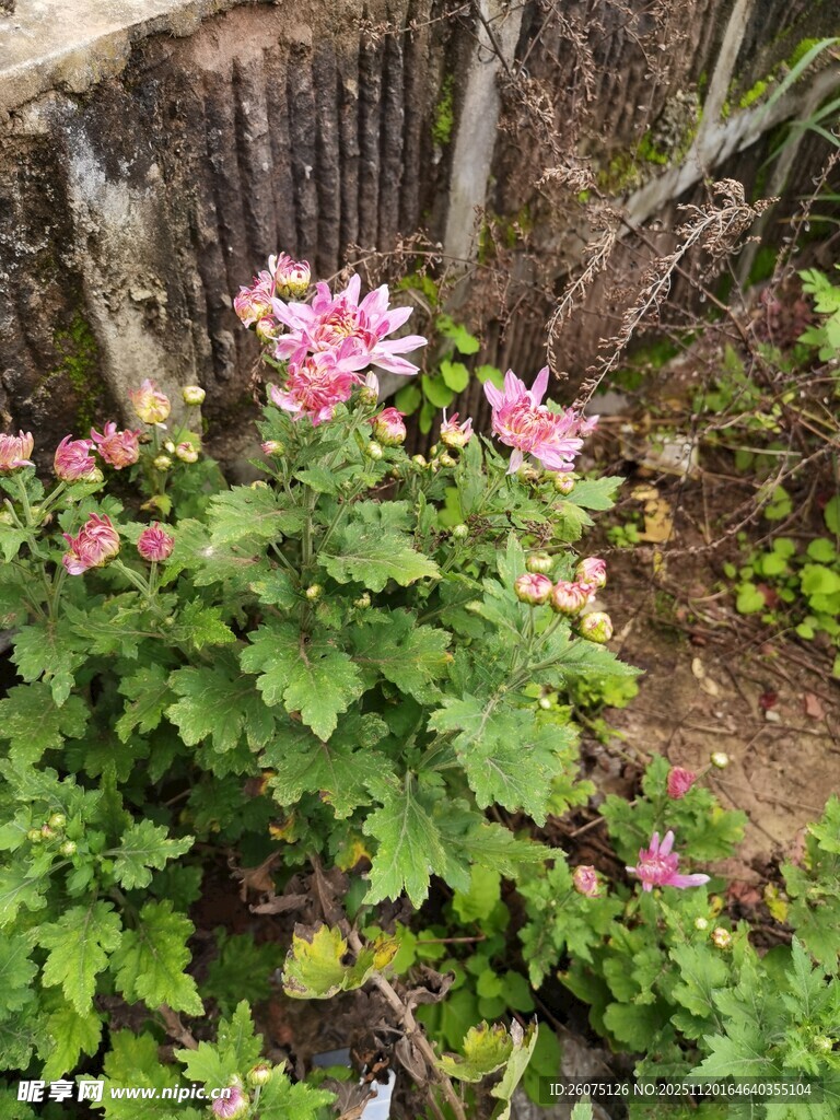 木旁绽放的娇艳粉色花朵