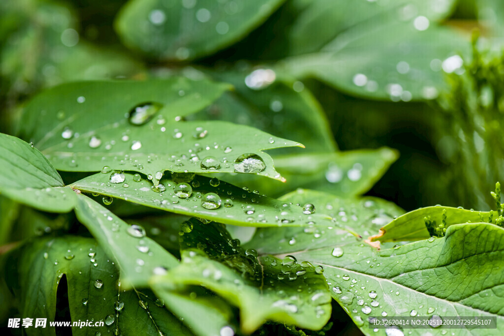 带露珠的翠绿叶片