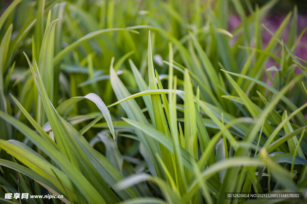 翠绿细长的蓬勃青草