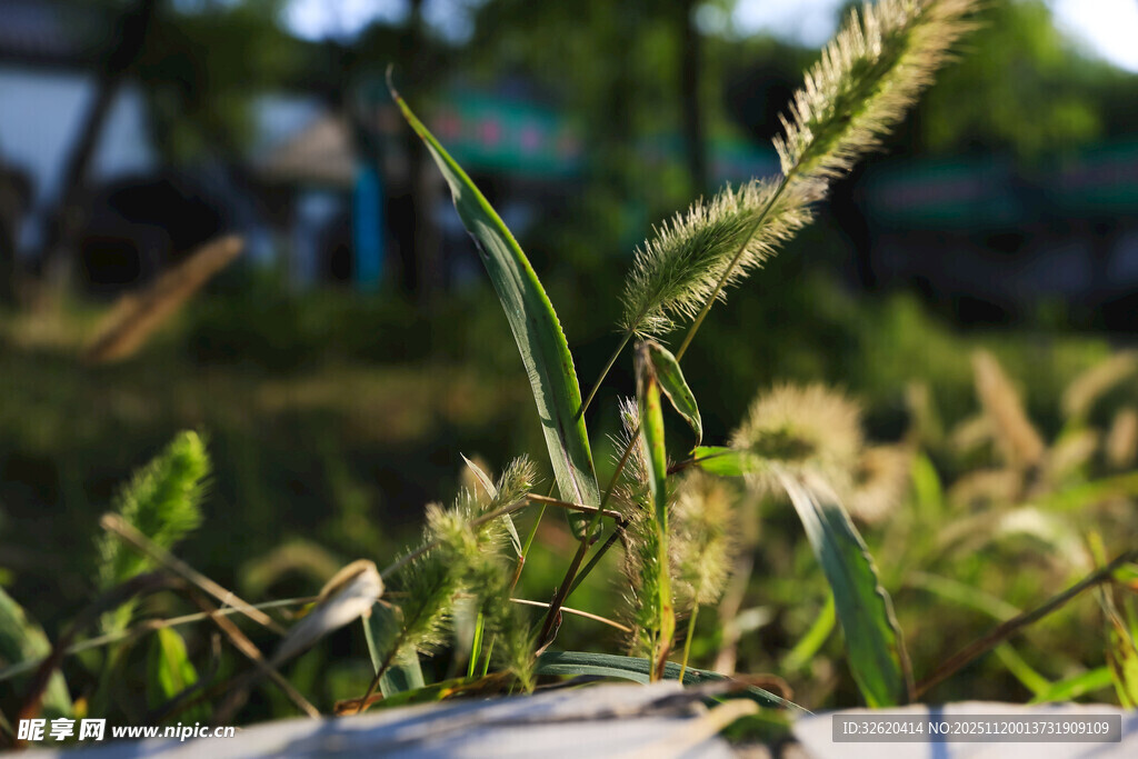 阳光下的蓬勃麦苗