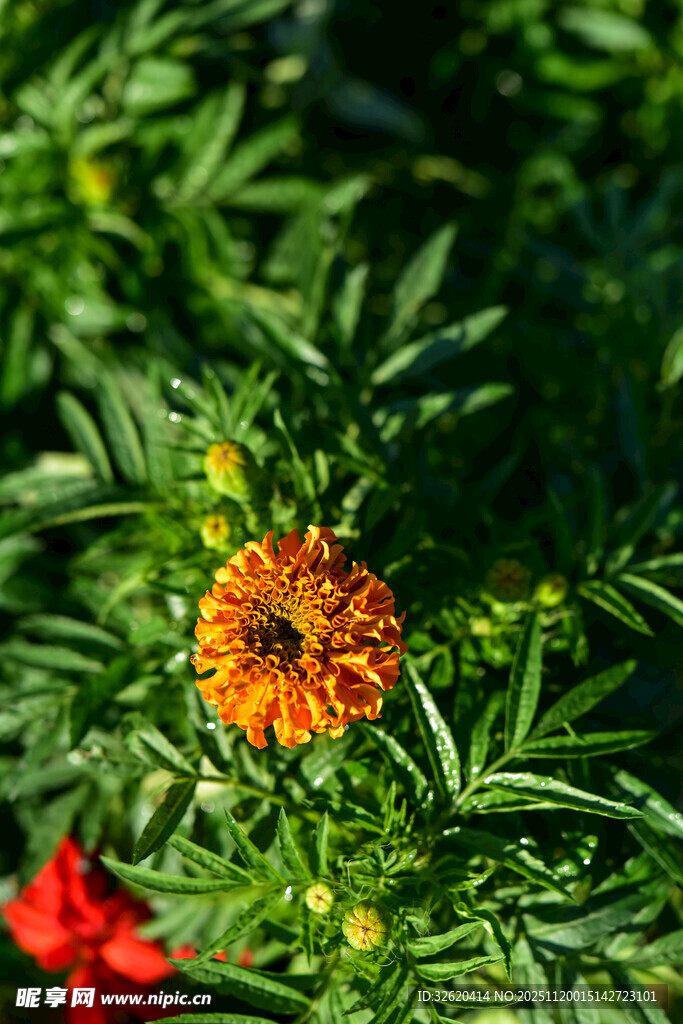 绿叶丛中的艳丽万寿菊