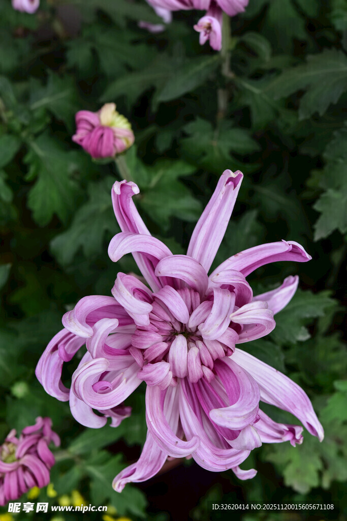 优雅绽放的粉色菊花