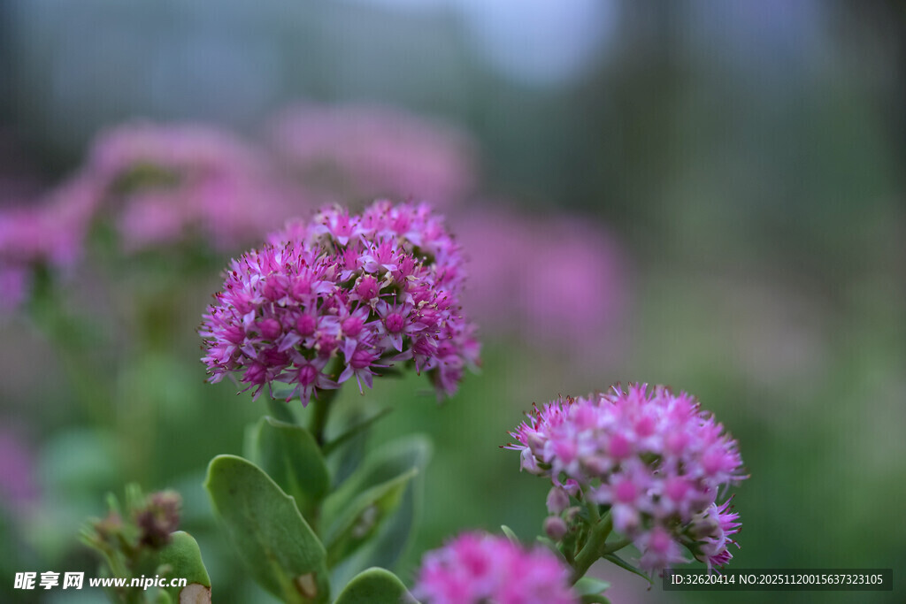 娇艳粉花绽放绿意间