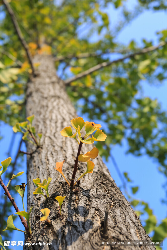 仰视视角下的树干与枝叶