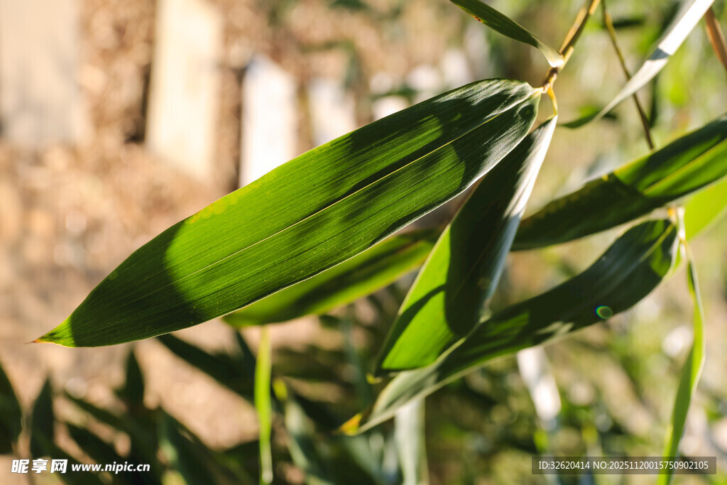 翠绿竹叶