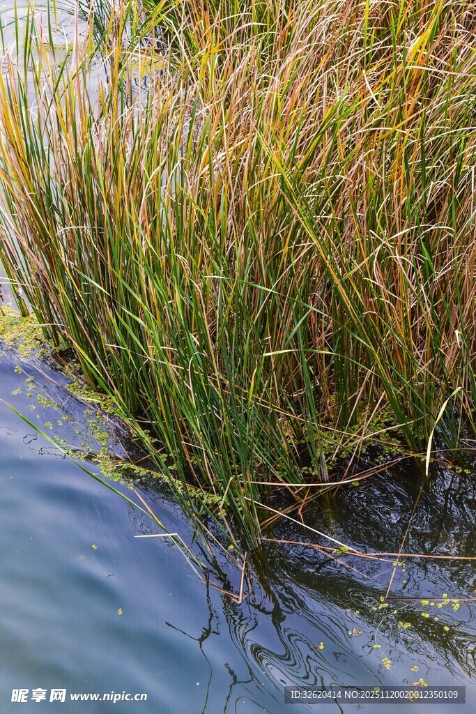 水边摇曳的茂盛芦苇