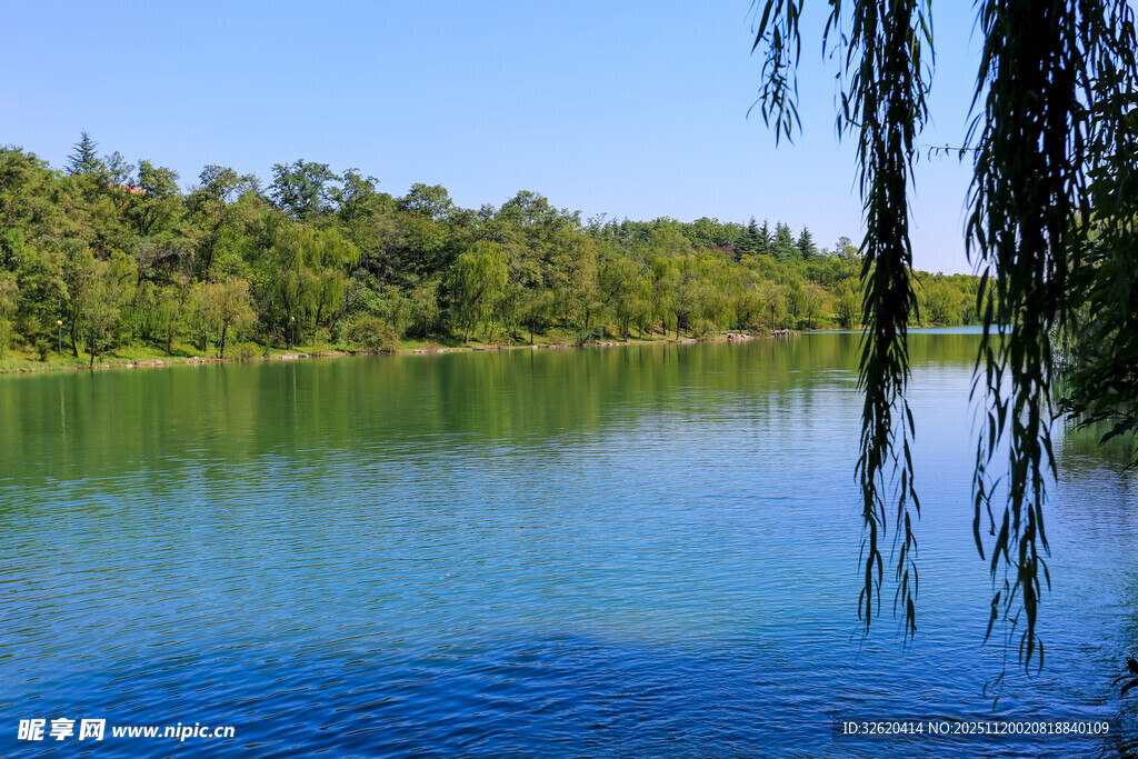 宁静湖畔垂柳映碧水