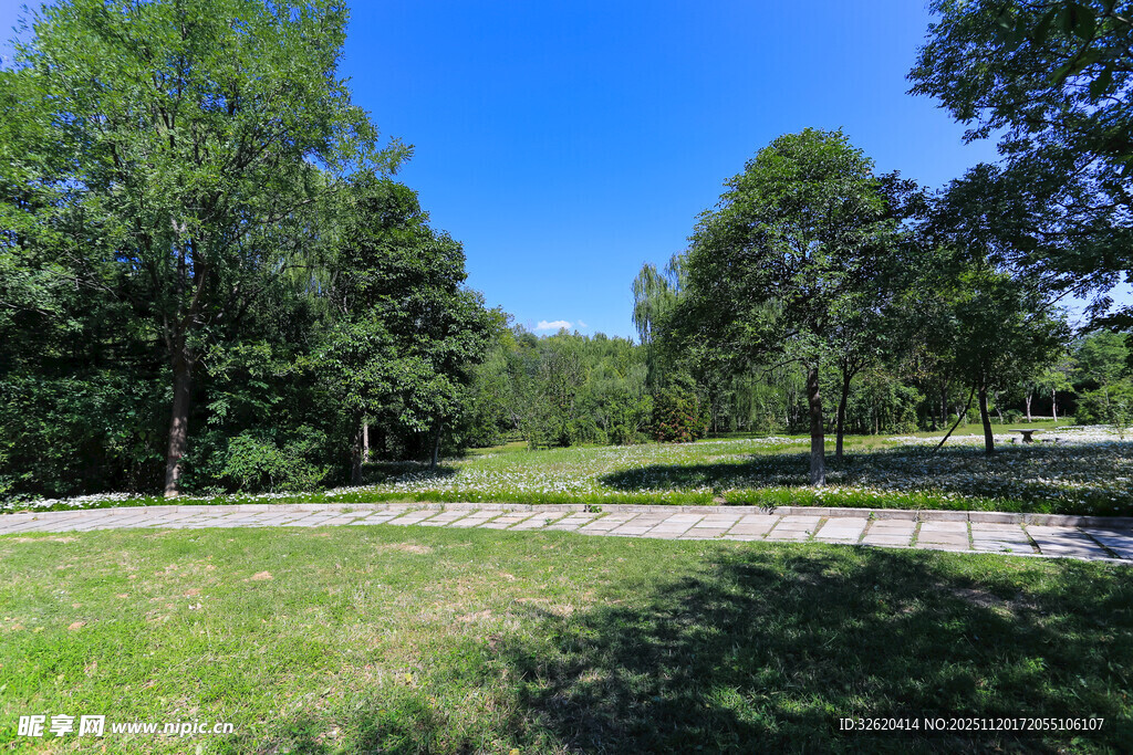 夏日林间草地风景