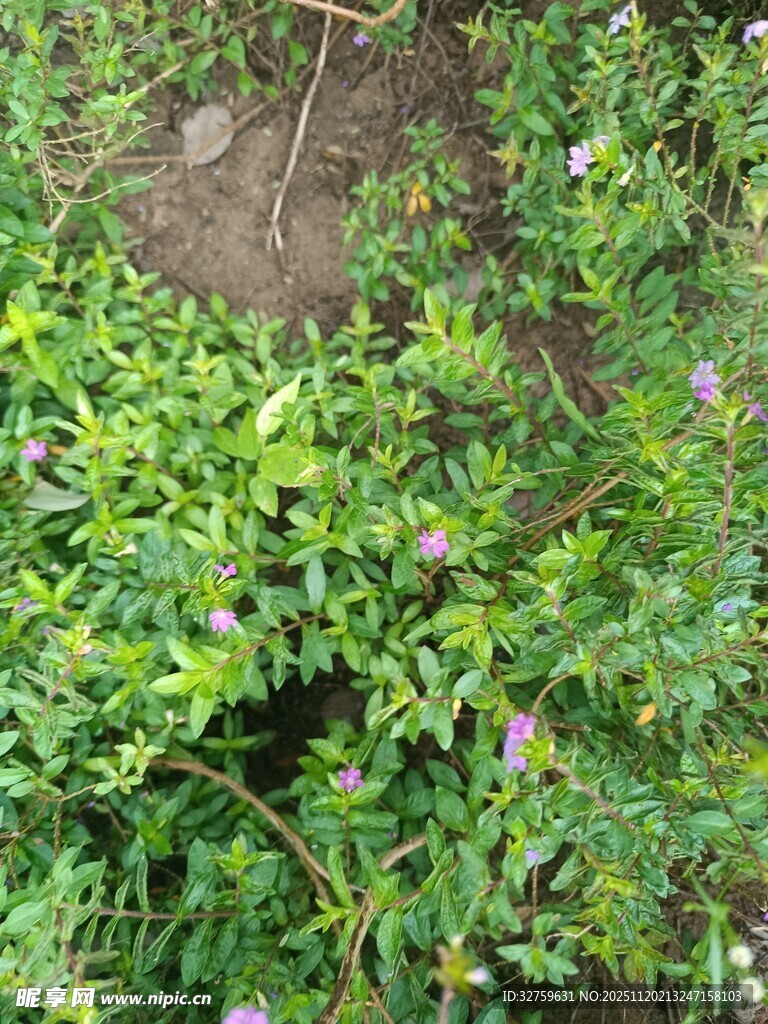 繁茂绿植中的自然景致