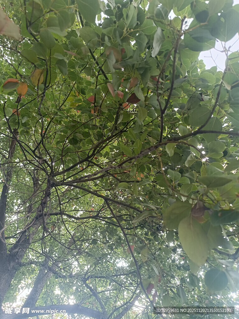 仰视繁茂绿树树冠