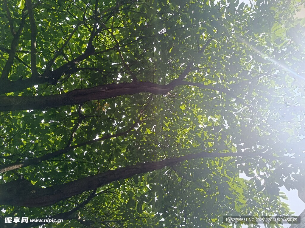 阳光透过枝叶的绿意美景