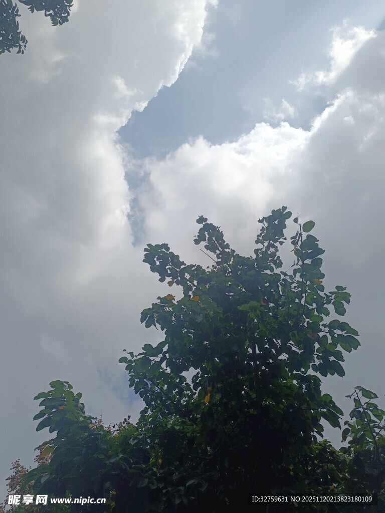 树梢上的蓝天白云