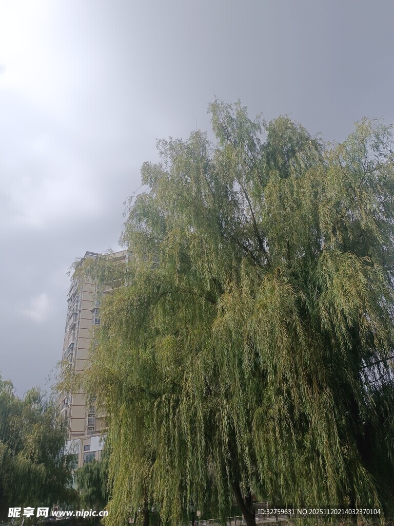 阴天垂柳旁的高楼景象