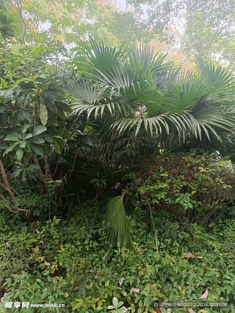 丛林中的棕榈植物景观
