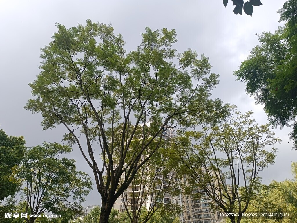 城市中葱郁的绿树景观