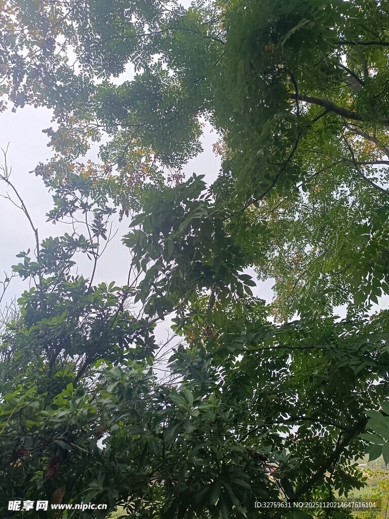 仰视繁茂绿树树冠