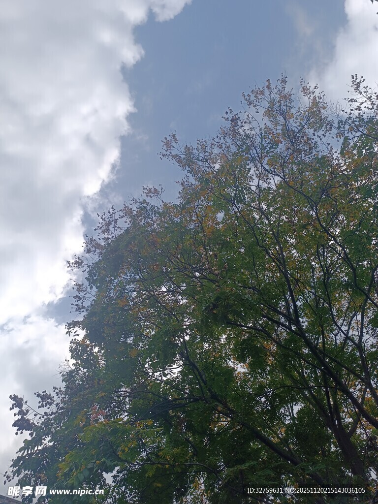 蓝天白云下的繁茂绿树