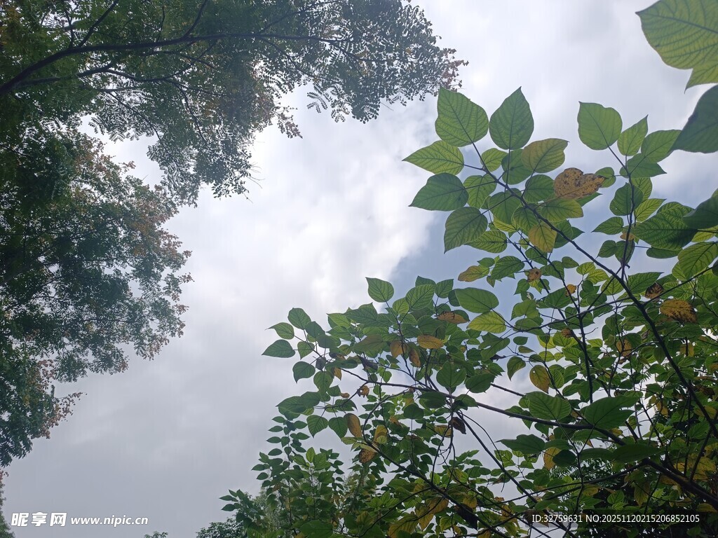 仰视茂密枝叶间的天空