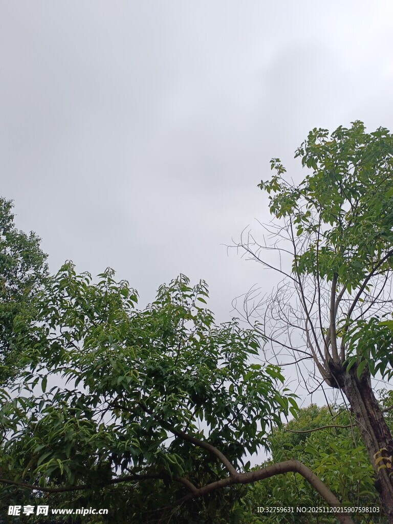 阴天中的繁茂绿树