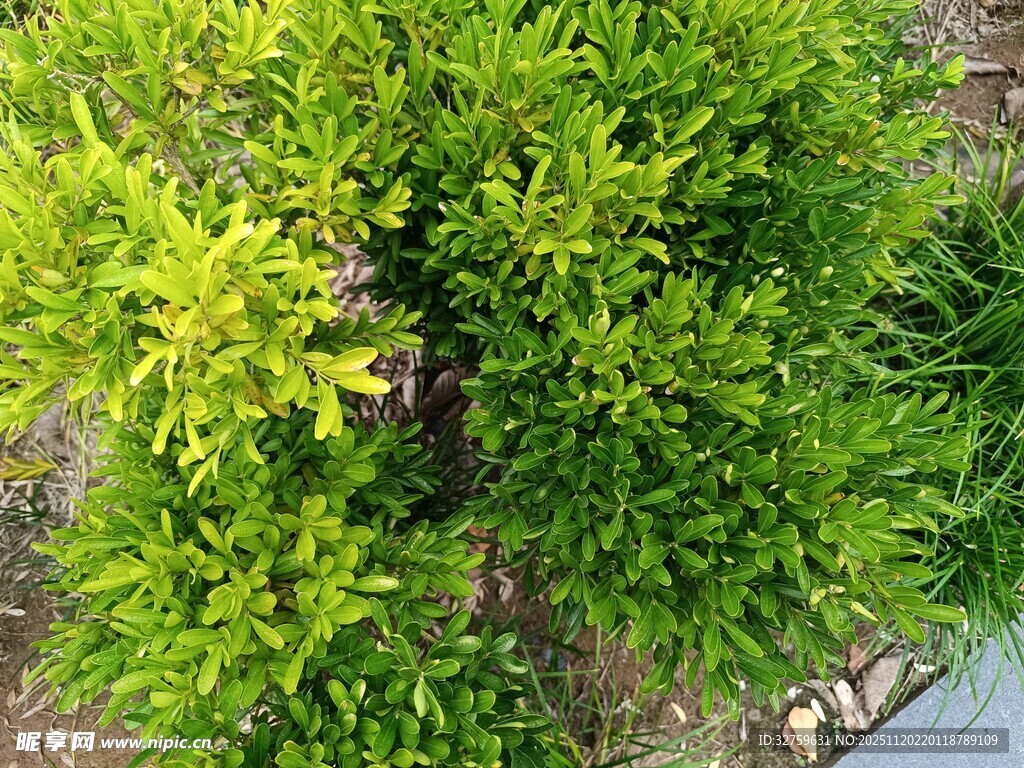 翠绿繁茂的灌木植物