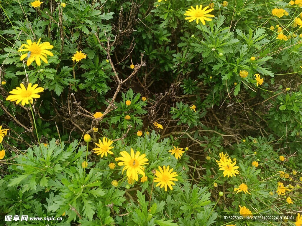 黄色小花簇拥的生机景象