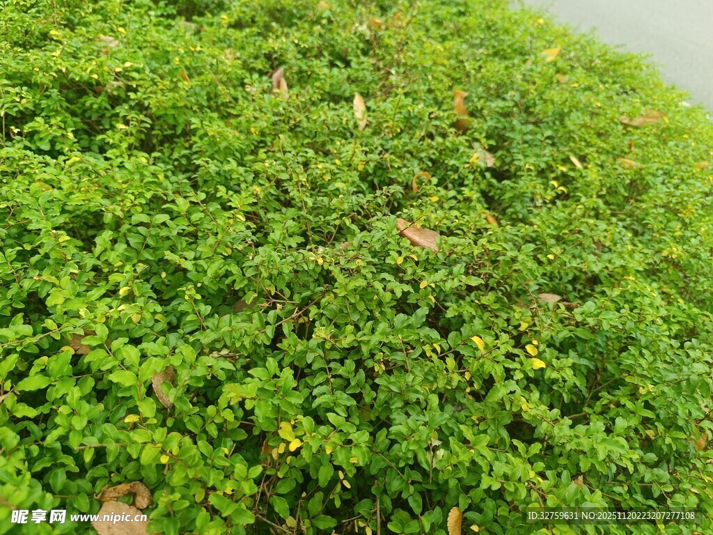 翠绿繁茂的地面绿植景观