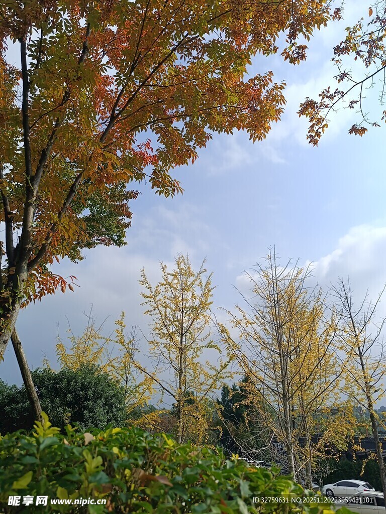 秋日斑斓树木景致