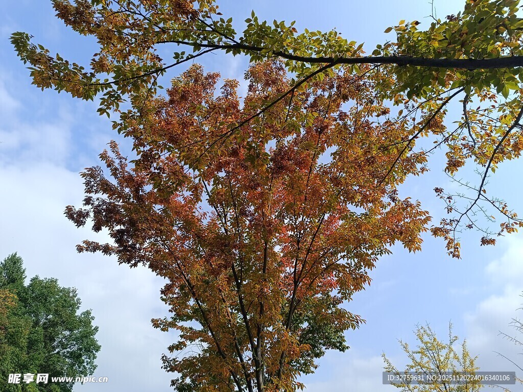 秋日树梢斑斓红叶