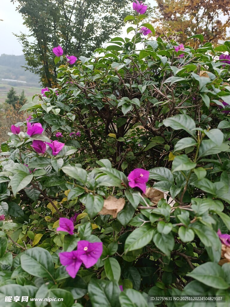 绽放的紫色花卉植物