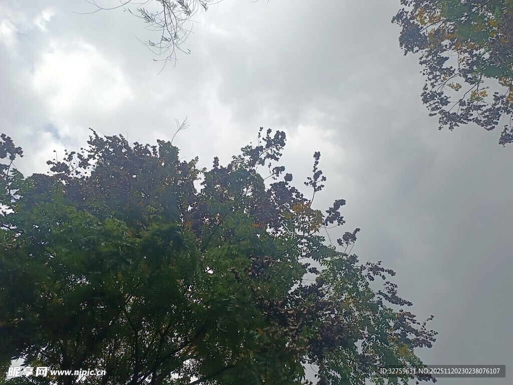 仰视绿树与阴沉天空