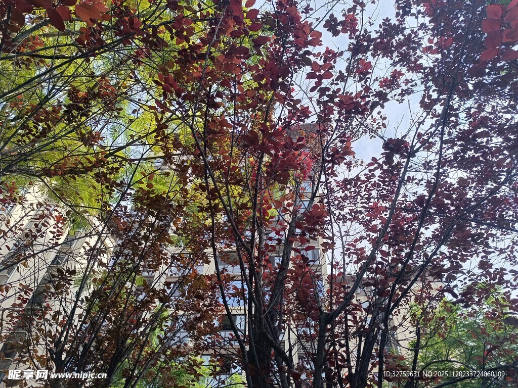 秋日红枫树林景致