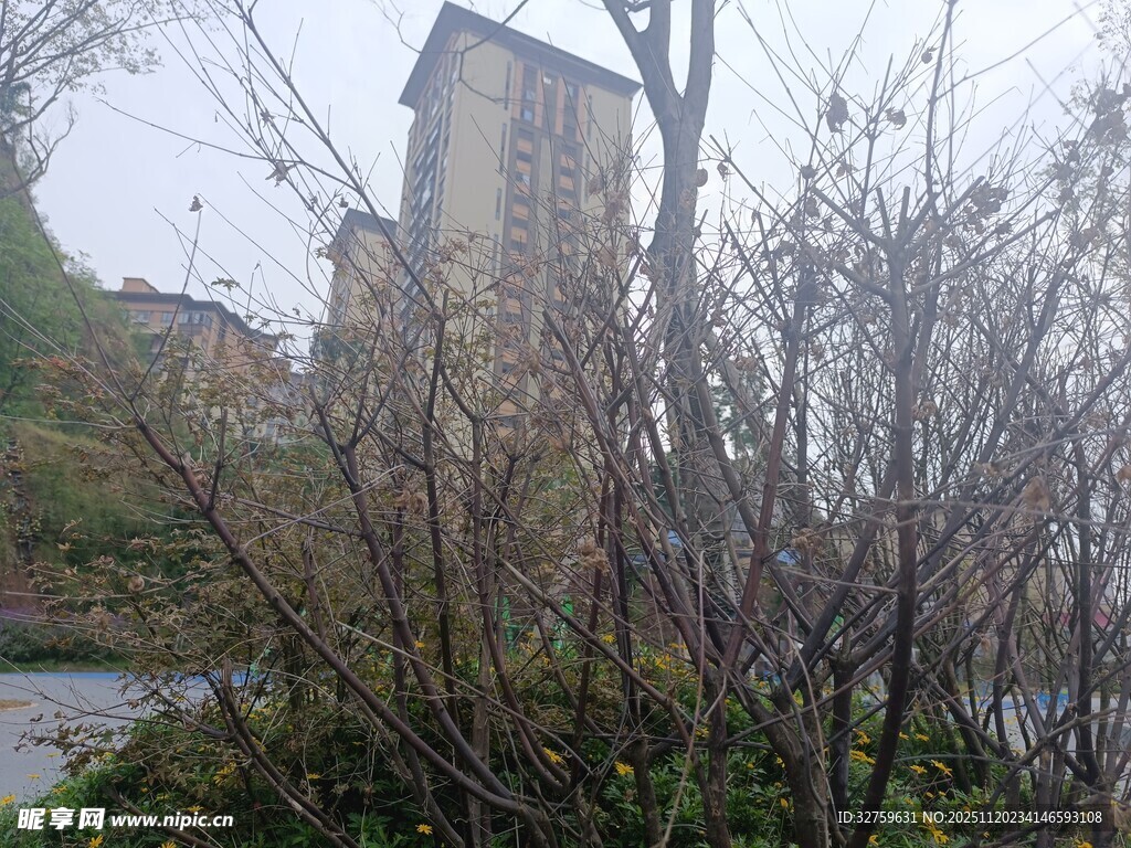 雾中萧瑟草木与远处建筑