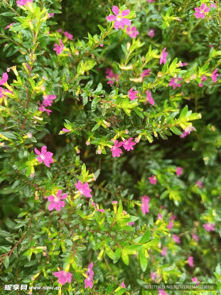 繁茂绿叶间的娇艳粉花