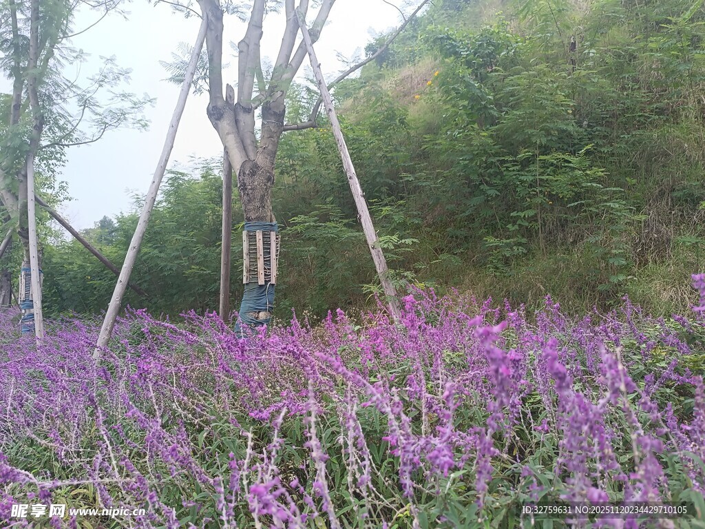 紫色花海中的木质观景台