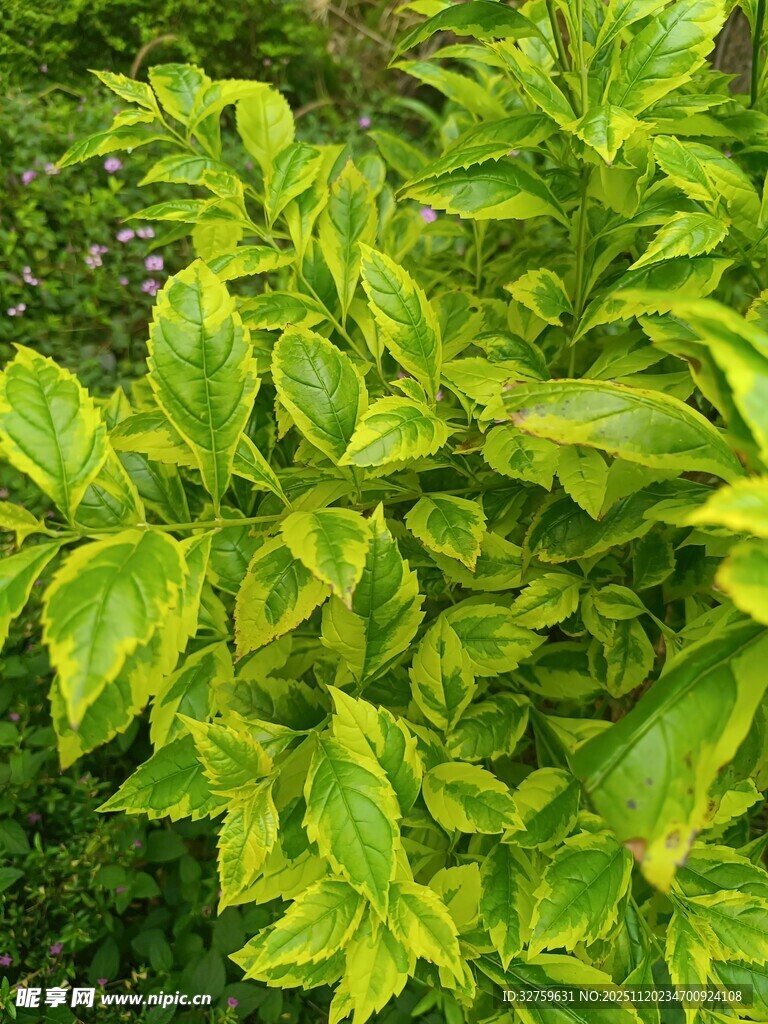 翠绿斑斓的植物叶片