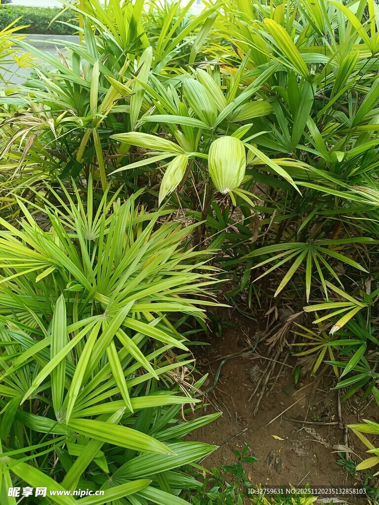 翠绿繁茂的丛生绿植