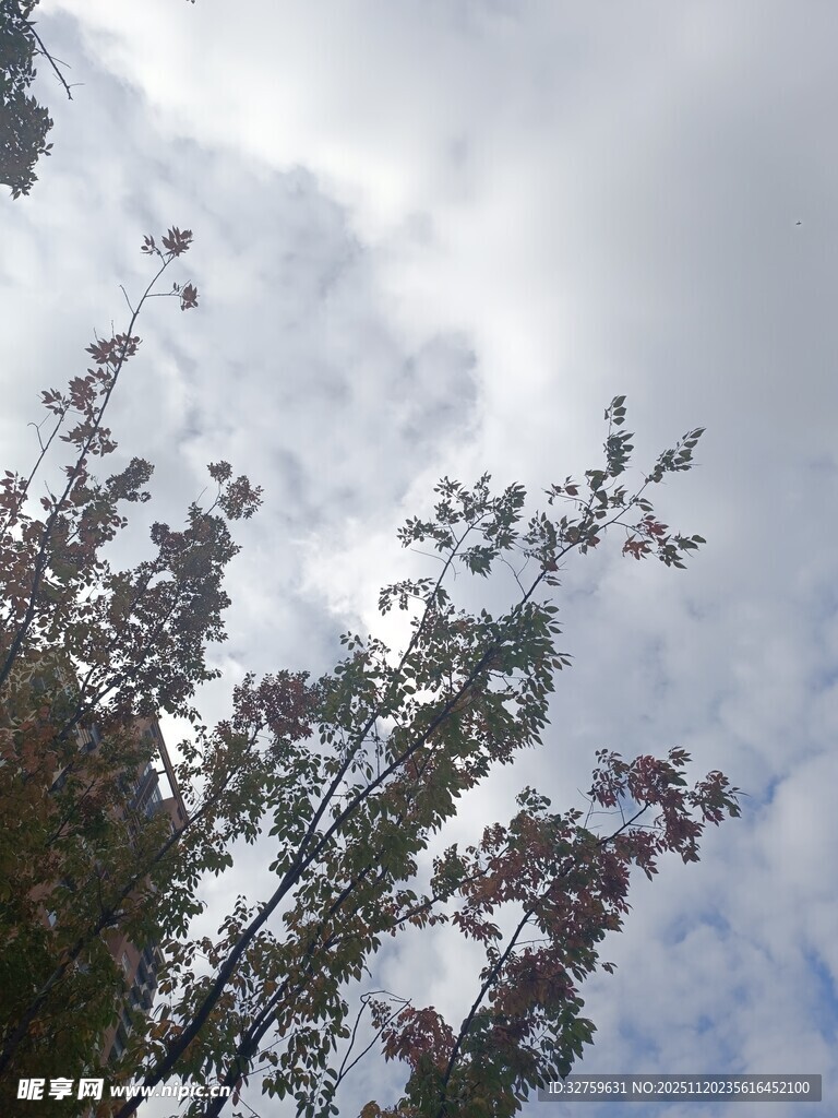 树梢上的蓝天白云